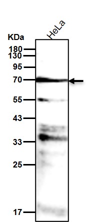 p-SHP2 (Y542) Ab