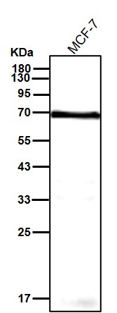 p-SHP2 (Y542) Ab