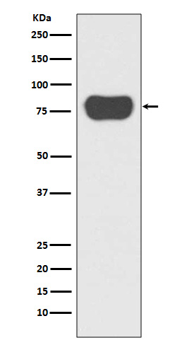 Src substrate cortactin Ab