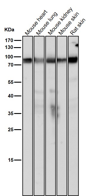 Src substrate cortactin Ab