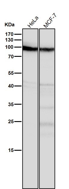 Src substrate cortactin Ab