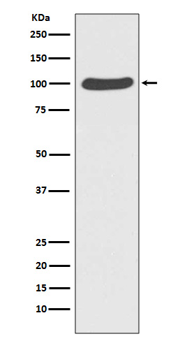 alpha Catenin Ab