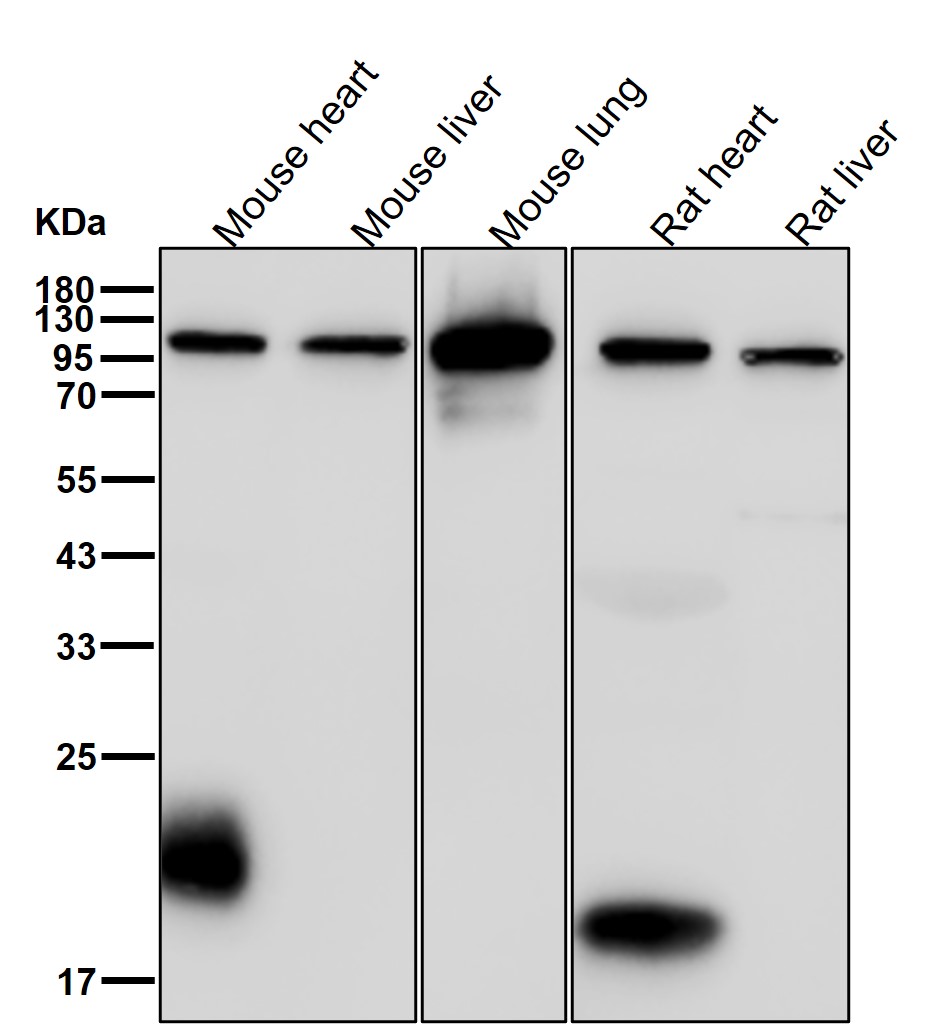 alpha Catenin Ab