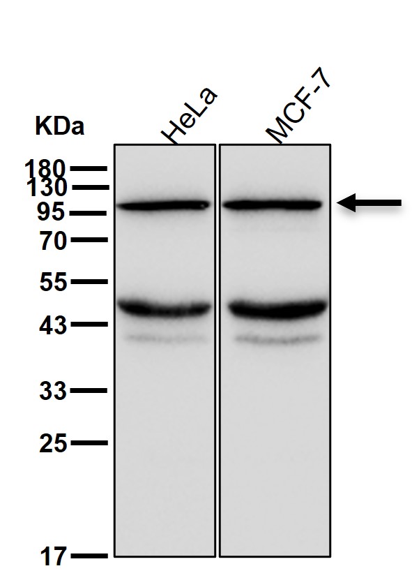 alpha Catenin Ab