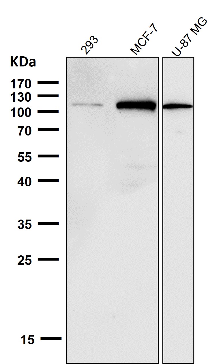 NLRP3 Ab