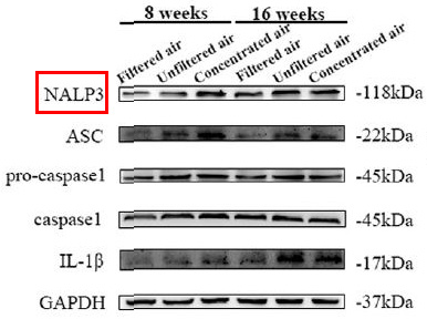 NLRP3 Ab