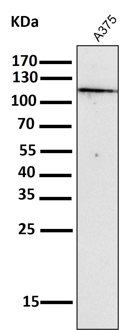 NLRP3 Ab