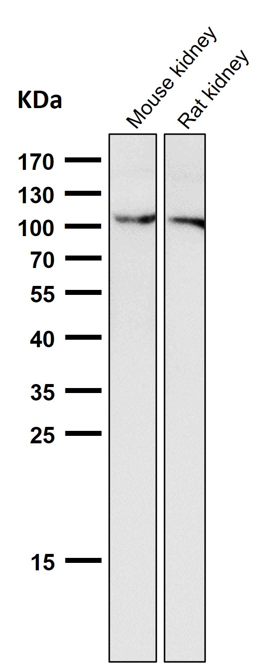 NLRP3 Ab