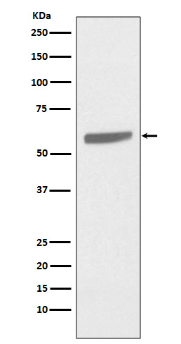 Cytokeratin 5 Ab