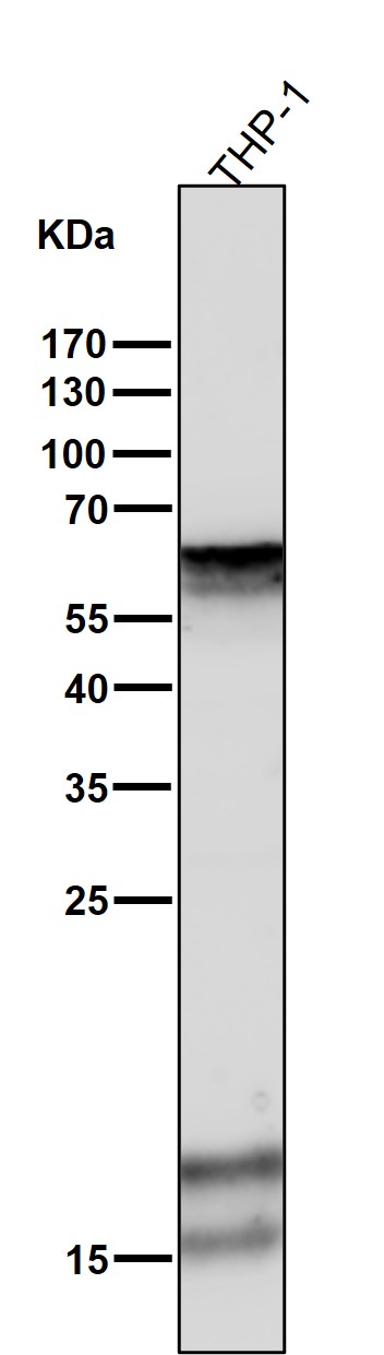 Cytokeratin 5 Ab