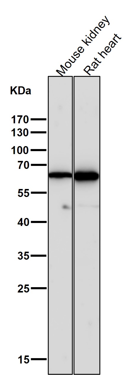 Cytokeratin 5 Ab