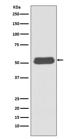 LSP1 Ab