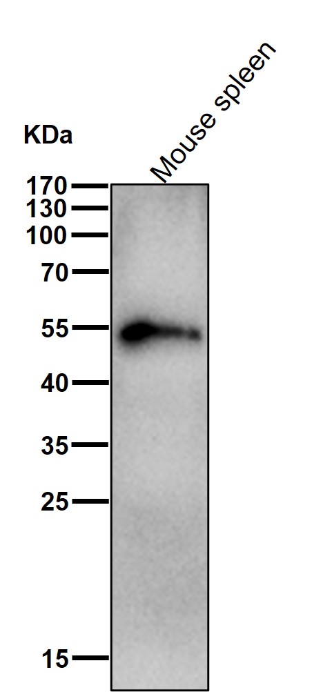 LSP1 Ab