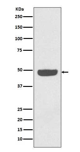 gamma Enolase Ab