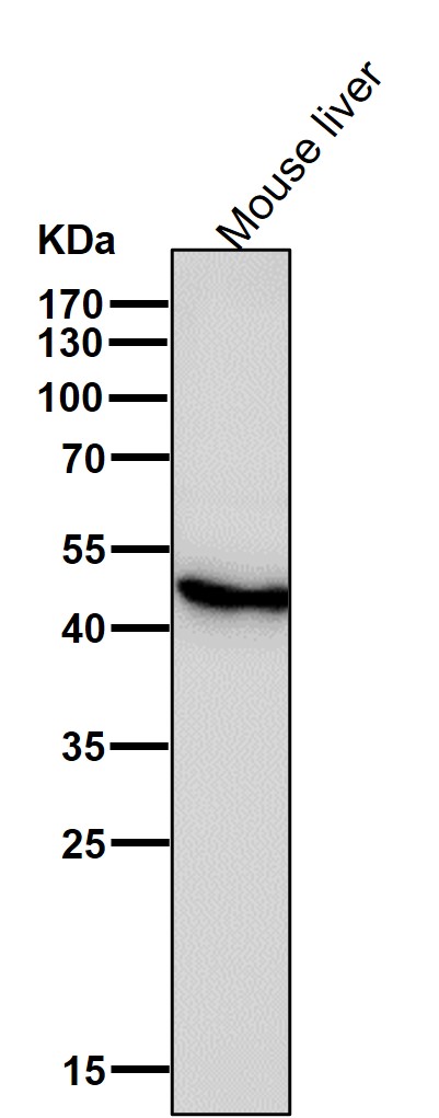 gamma Enolase Ab