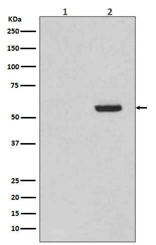 p-Tau (S396) Ab