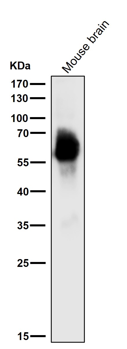 p-Tau (S396) Ab