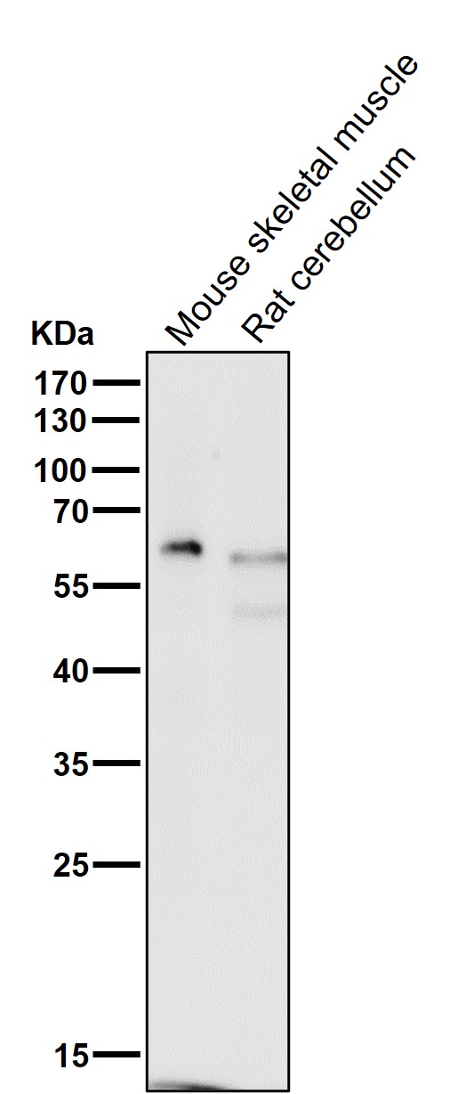 p63 Ab