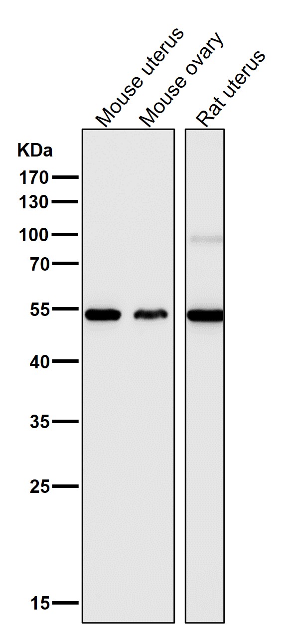 p63 Ab