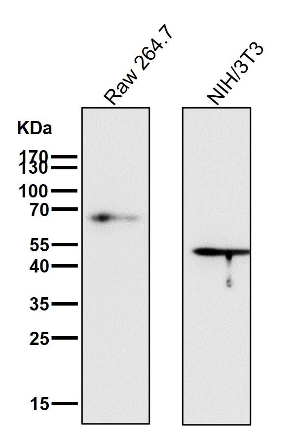 p63 Ab