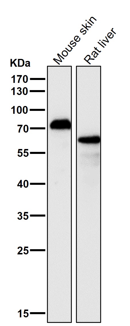 p63 Ab