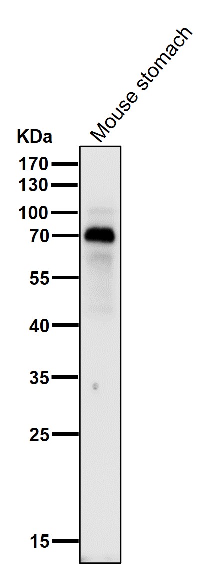 p63 Ab