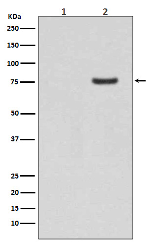 p-Synapsin I (S9) Ab