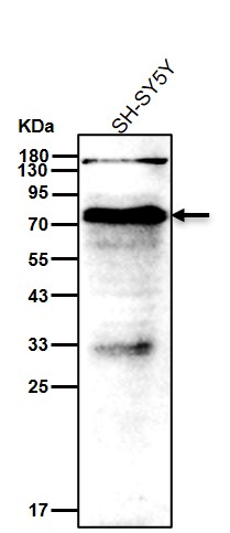 p-Synapsin I (S9) Ab