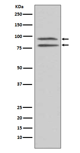 p-MSK1 (S376) Ab