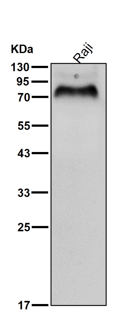 p-MSK1 (S376) Ab