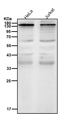 p-SMC1 alpha (S957) Ab