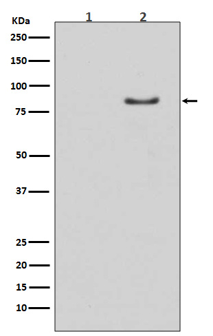 p-Hormone sensitive lipase (S853) Ab