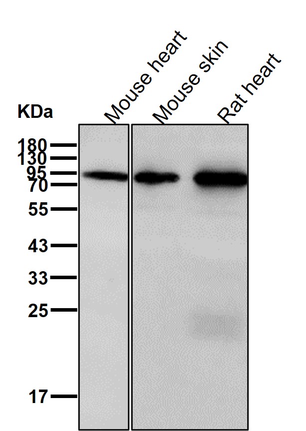 p-Hormone sensitive lipase (S853) Ab