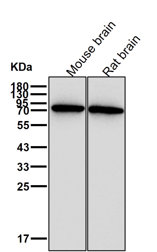 p-Hormone sensitive lipase (S853) Ab