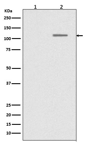 p-SIRT1 (S47) Ab