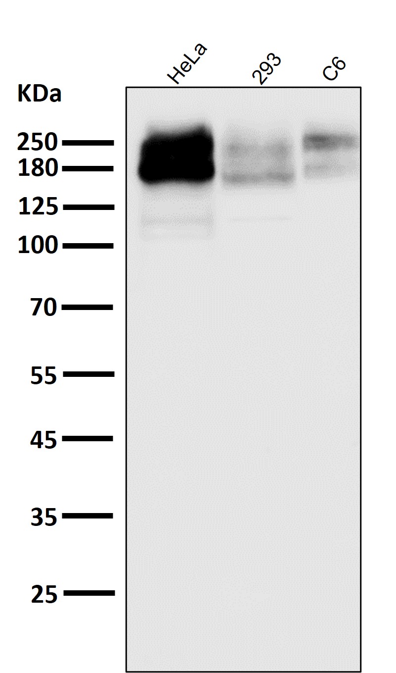 ABCB1 Ab