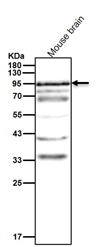 RalBP1 Ab