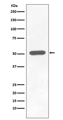 p-Chk1 (S296) Ab