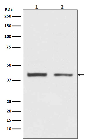 hnRNP C1/C2 Ab