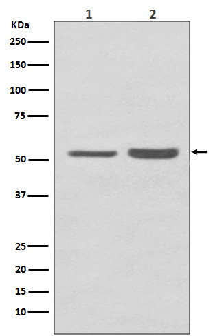 PRPF19 Ab