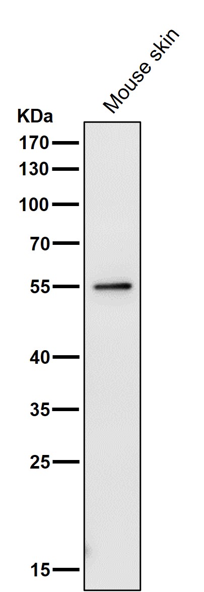 PRPF19 Ab