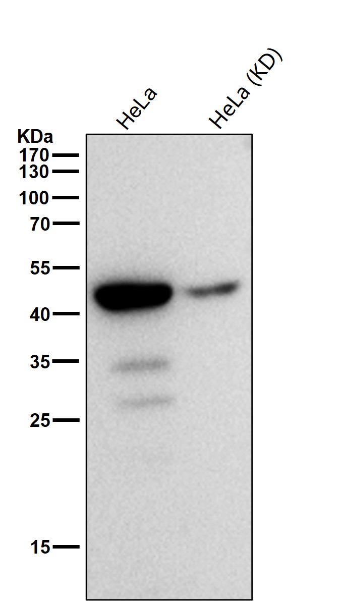 Caspase 9 Ab