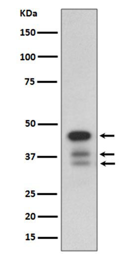 Caspase 9 Ab