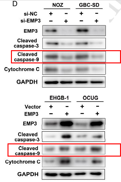 Caspase 9 Ab