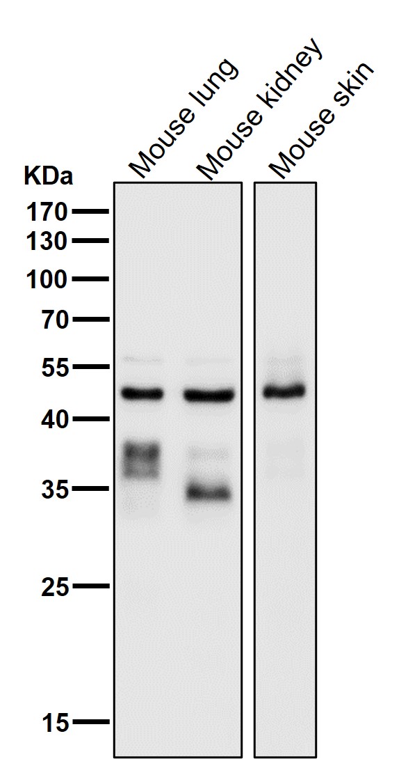 Caspase 9 Ab