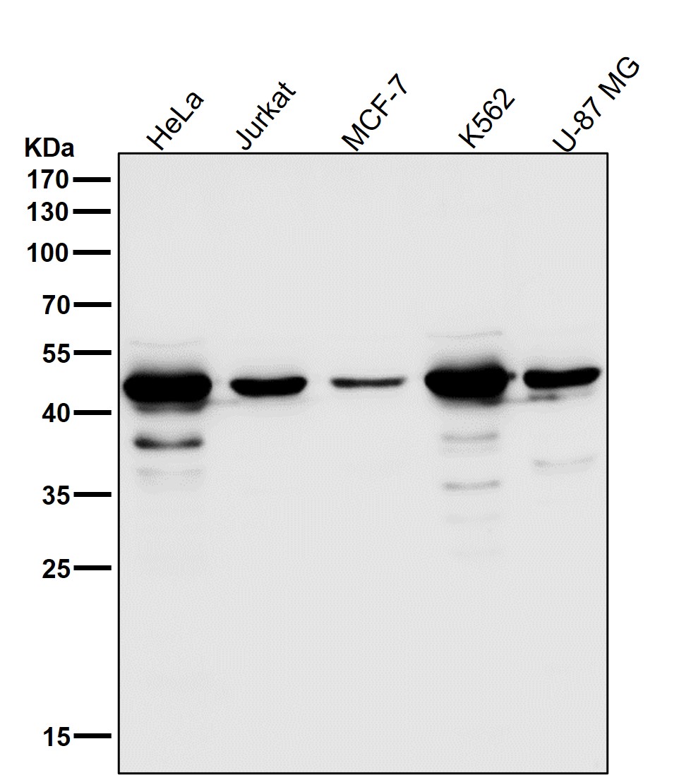 Caspase 9 Ab