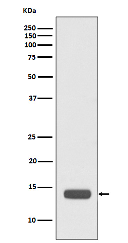 RPS20 Ab