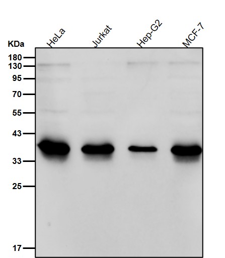 CXCR7 Ab