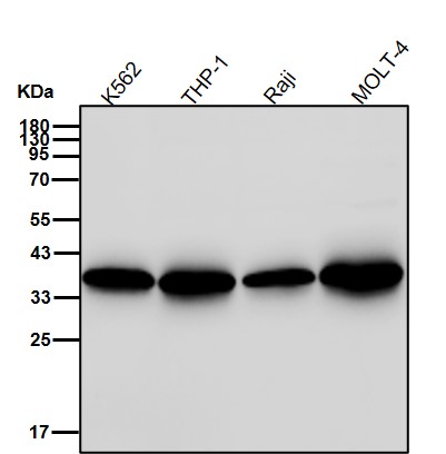 CXCR7 Ab