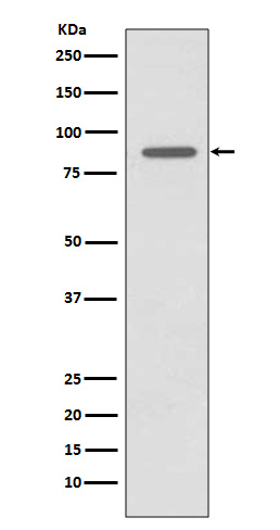 CD168 Ab